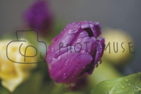 Photomuse.net a romanian stock photography start-up 24/7 since 2021