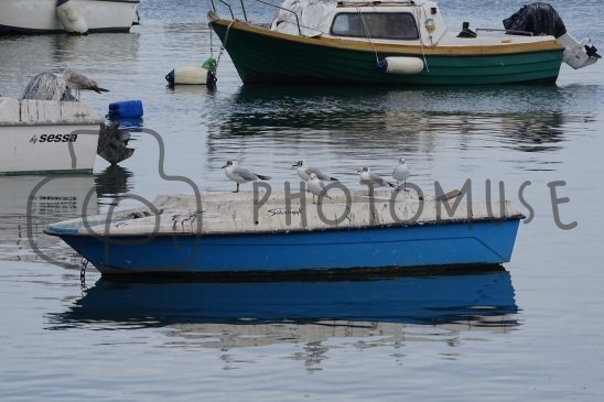 Photomuse.net a romanian photo stock 24/7 since 2021