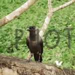 Photomuse.net a romanian stock photography start-up since 2021