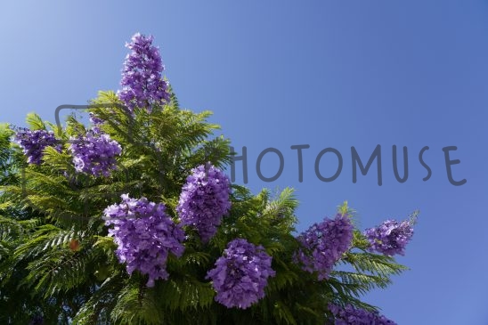 Photomuse.net a romanian stock photography start-up 24/7 since 2021